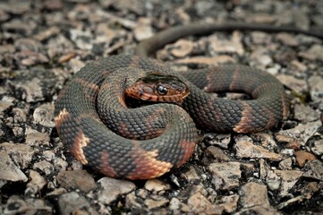 Broad-banded Water snake coiled on road 