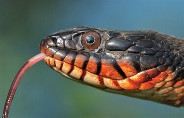Copperbelly Water snake macro head and tongue portrait 