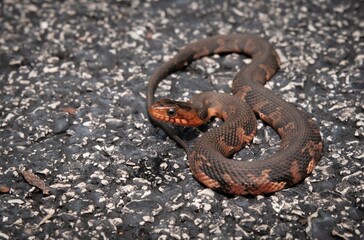 Juvenile Broad-banded Water snake on road