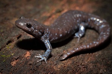 Jefferson Unisexual Ambystoma salamander field guide portrait
