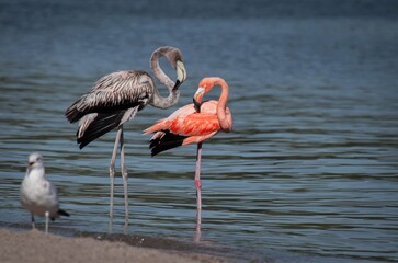 Adult and juvenile flamingos in the water