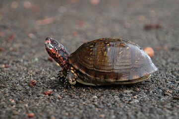 Three-toed Box turtle portrait on the road