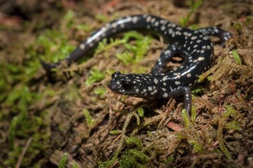 Northern Slimy salamander macro portrait 