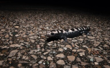 Macro wide angle portrait of a Marbled salamander on the road at night 