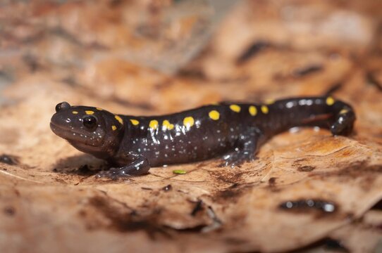 Juvenile Spotted salamander macro portrait