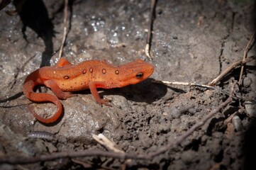 Red-Spotted Next red eft portrait