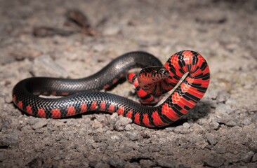 Juvenile Western Mud snake defensive pose portrait 