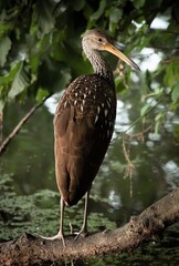 Portrait of a Limpkin 