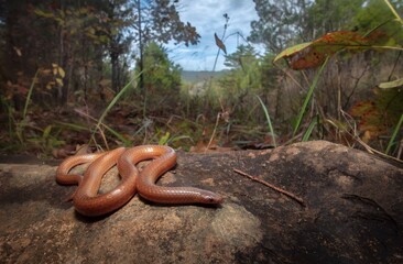 Eastern Worm snake wide angle portrait
