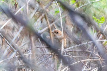 Thrush Nightingale, Luscinia luscinia. A bird sits on a tree branch and sings