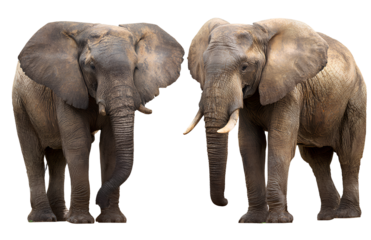 Pair of elephants in opposite pose on a transparent background