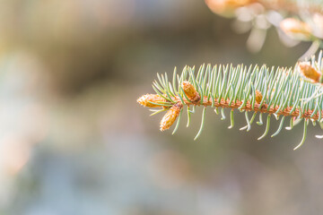 Closeup of fir branches with young buds. Spring nature concept. Fir branches with fresh shoots