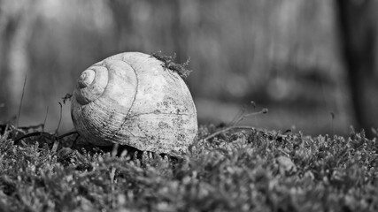 Leeres Haus von eine Weinbergschnecke auf Moos