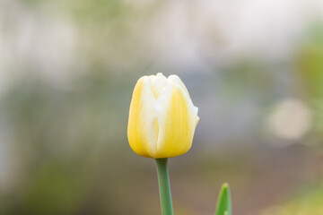 Colorful yellow tulips blossom in spring garden