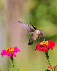 Ruby throated hummingbird infight around colorful flowers. 