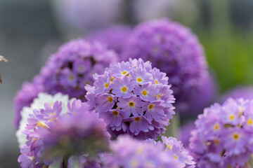 Primula denticulata purple in springtime. Pink Primula denticulata (Drumstick Primula) in garden