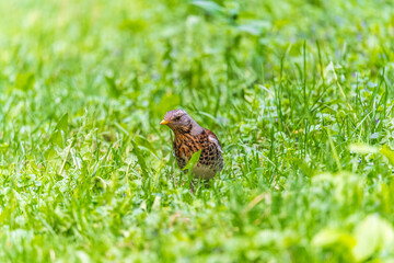 Wood bird Fieldfare, Turdus pilaris, on a sprng lawn.