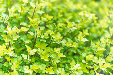 Nature of green leaf in garden at summer. Natural green leaves plants using as spring background cover page environment ecology