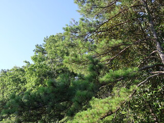 pine tree in the forest