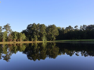 reflection of trees in water Pond Nature View