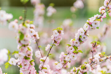 Beautiful Pink Flowers of Prunus triloba, Blossom, pink flowers. Prunus triloba, sometimes called...