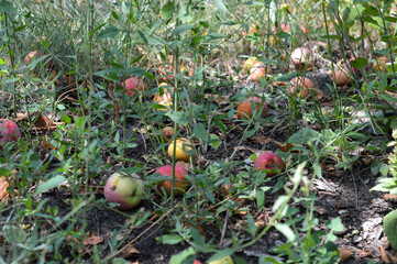 fallen apples on green grass in an orchard. natural harvest scene, suitable for themes like...