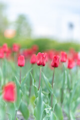 Colorful red tulips blossom in spring garden
