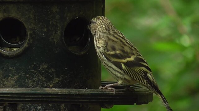 Female Eurasian or Common Siskin (Spinus spinus) Feeding on a Bird Feeder Dispensing Sunflower Hearts