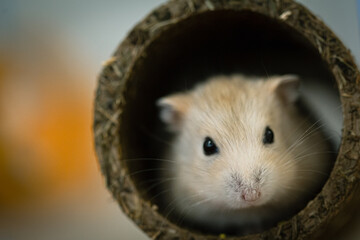 Cute tiny white small Russian Hamster portrait inside a tunnel