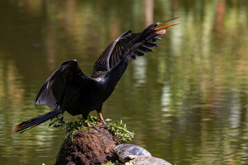 Naklejka premium Anhinga displaying 