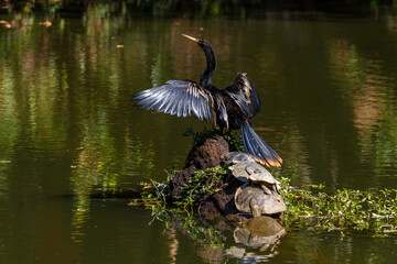 Anhinga and turtles