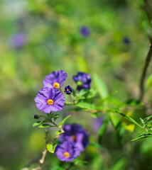 Purple flowers. Beautiful bush of Potato creeper flowers in the garden outdoors photographed against the sky