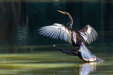 Anhinga sunbathing 