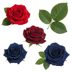 Collection of Isolated Elegant Roses, Including Red, Burgundy