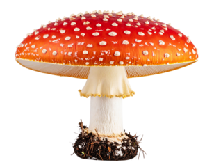 A set of autumn maple leaves falling in the air, isolated on a transparent background in PNG format.