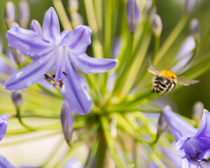 bee on a flower