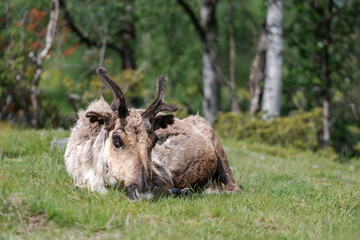 A Female Reindeer Lying On A Meadow (Rangifer Tarandus)