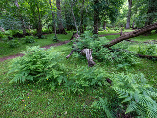 Fototapete bei efototapeten.de bestellen   