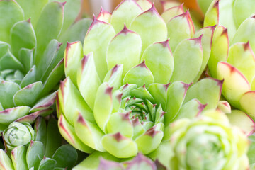 Fototapeta premium green potted balcony flowers