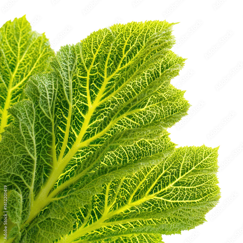 Poster vibrant green leaves showcasing intricate texture and patterns in a bright setting