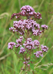 Fototapeta premium Summer flowering Origanum vulgare