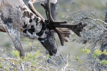 Close-Up Portrait Of A Reindeer (Rangifer Tarandus)