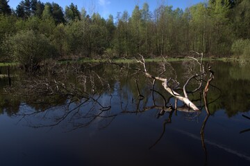 Staw w lesie © Krzysztof