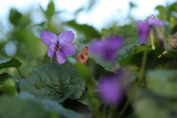 fiori di viola mammola nel prato