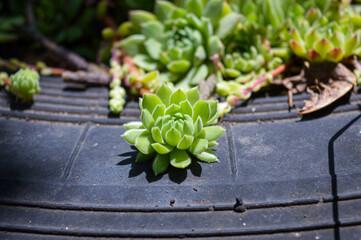 Close-up of green succulent plants in natural sunlight. Perfect for themes of gardening, botany,...