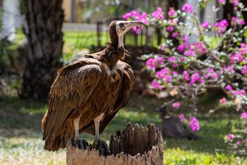 Vulture perched with vibrant floral backdrop