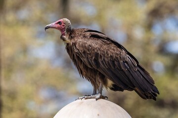 Vulture perched on a rock with a natural background.