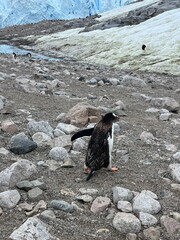Cute gentoo penguin walking in the snow along the not so clean penguin highway near the rocky cliff in Antarctica with snowy icy glaciers.