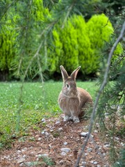 Brown Rabbit in a Lush Garden Surrounded by Greenery