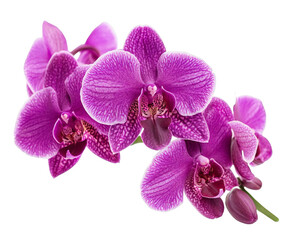 Photo of a cluster of vibrant purple and pink orchids with delicate white edges bloom beautifully on a green stem, showcasing natures intricate artistry isolated on transparent background © Naibullah